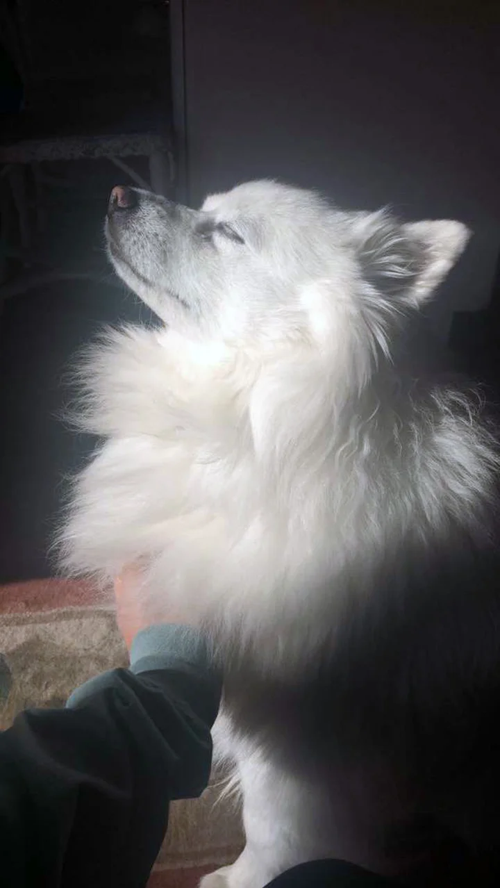 Gracie la perrita