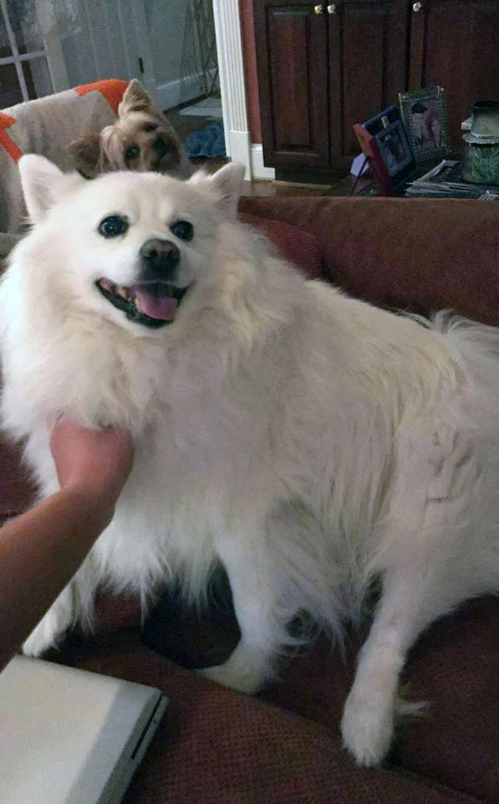 Gracie