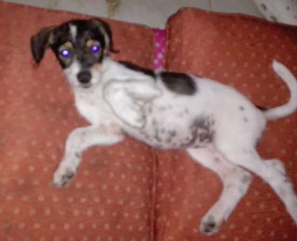 Ciclista encuentra a un indefenso cachorro abandonado en un camino remoto 9 Juanita perra rescatada