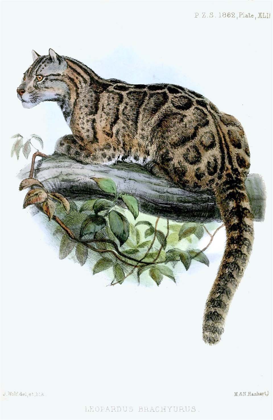 Leopardo nublado de Taiwán Leopardo nublado de Taiwán