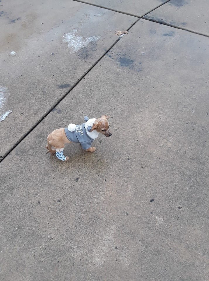 Louie adoptado Louie adoptado