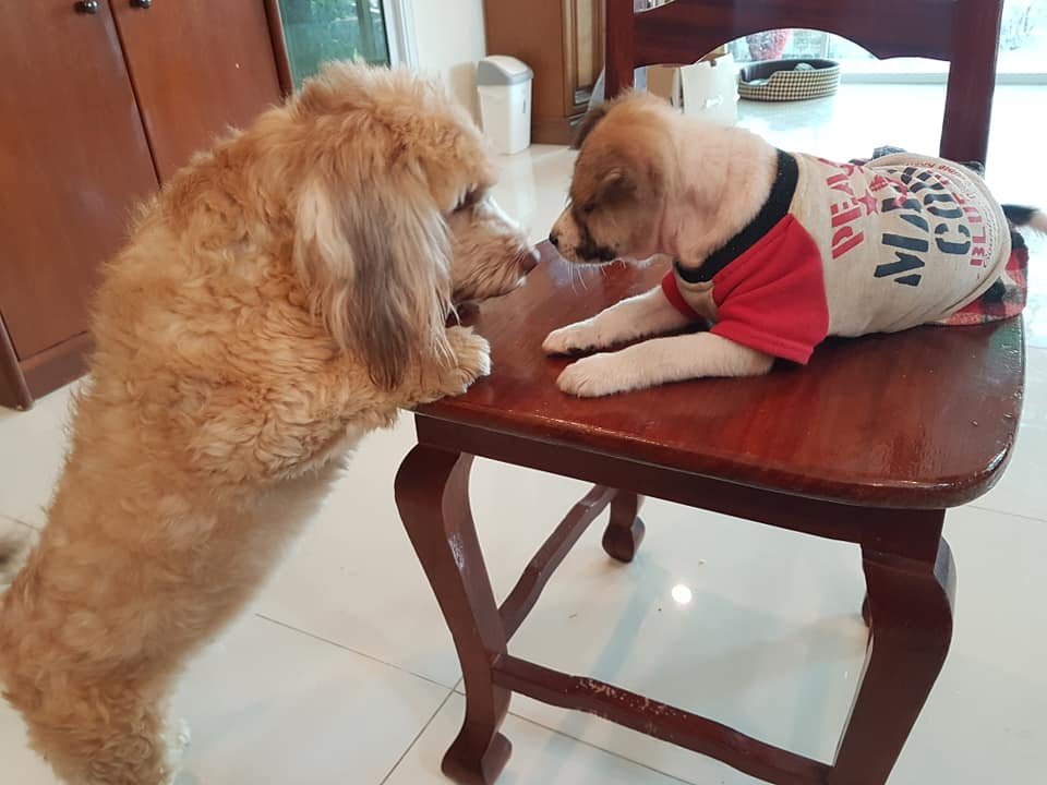 Nong Chom conoce a su nuevo hermano