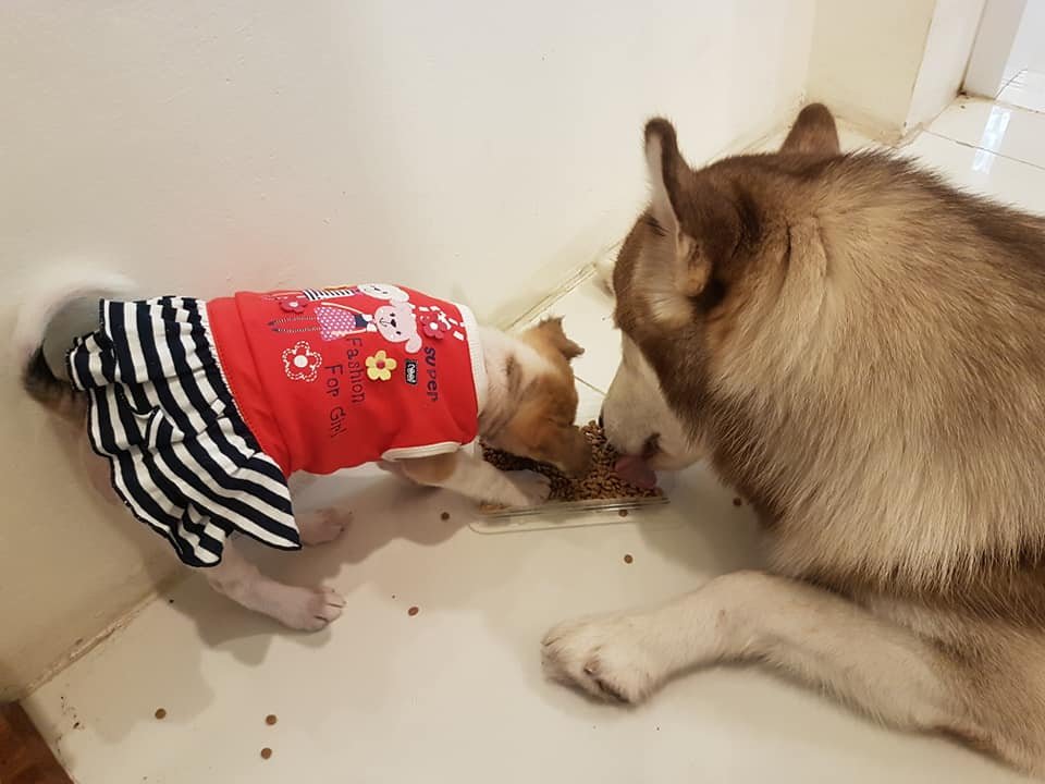 Nong Chom y su nuevo hermano