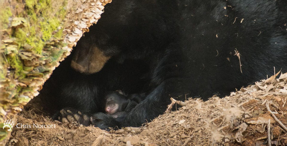Dos ositos mueren congelados después de que leñadores despertaran a la madre 3 Oso negro mamá y cachorro recién nacido en su guarida