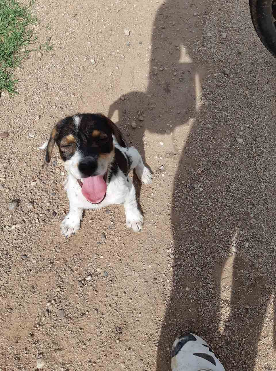 Ciclista encuentra a un indefenso cachorro abandonado en un camino remoto 10 Perrita abandonada en carretera