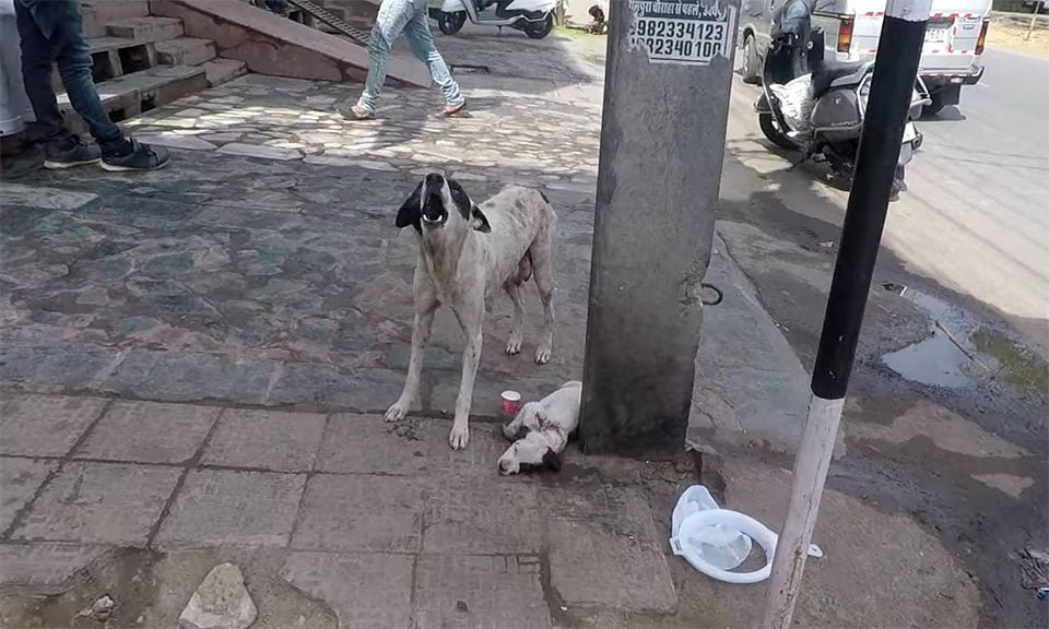 Perrita llorando por su bebé Perrita llorando por su bebé