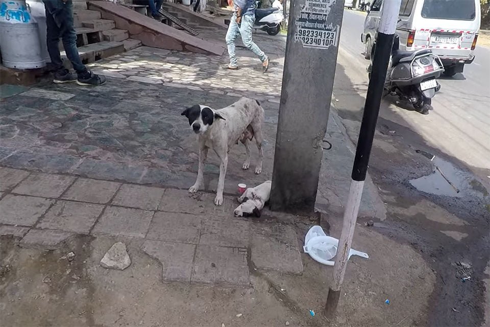Perrita pide ayuda para su cachorro herido Perrita pide ayuda para su cachorro herido