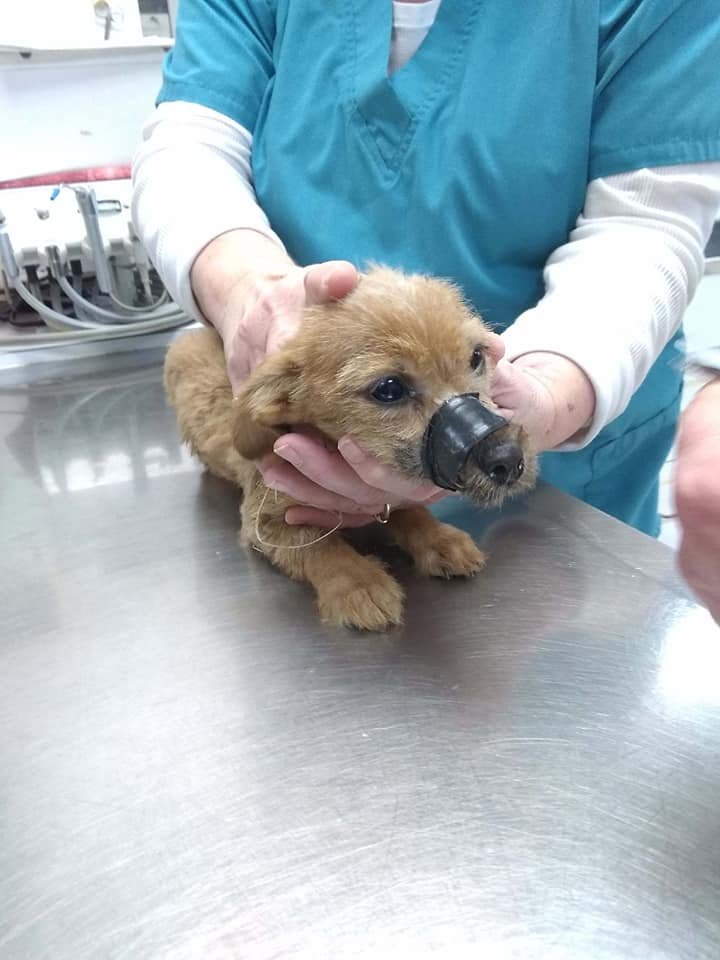 Perrito atado con cinta Perrito atado con cinta