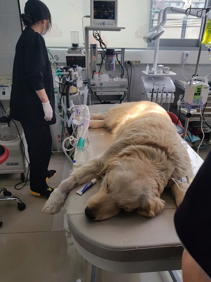 Perrito en el hospital Perrito en el hospital