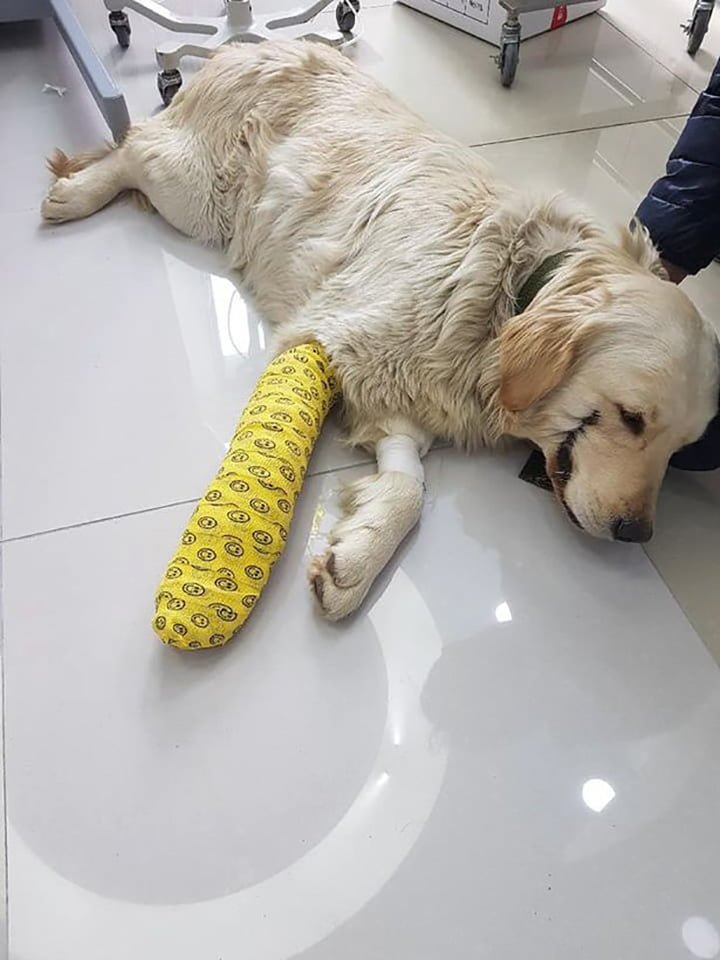Perro con los labios cortados Perro con los labios cortados