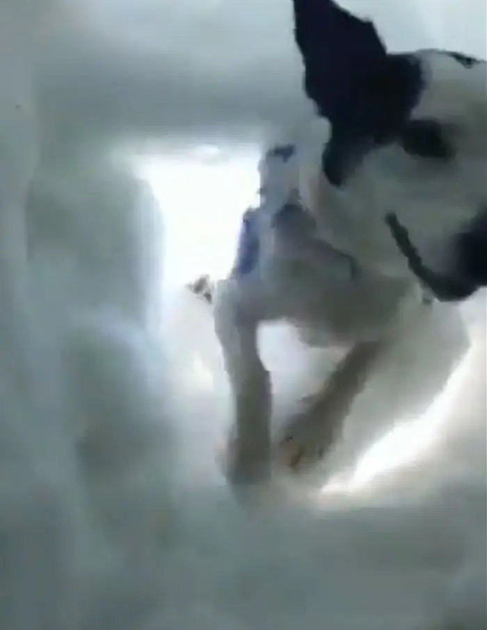 Perro de la montaña rescatando Perro de la montaña rescatando