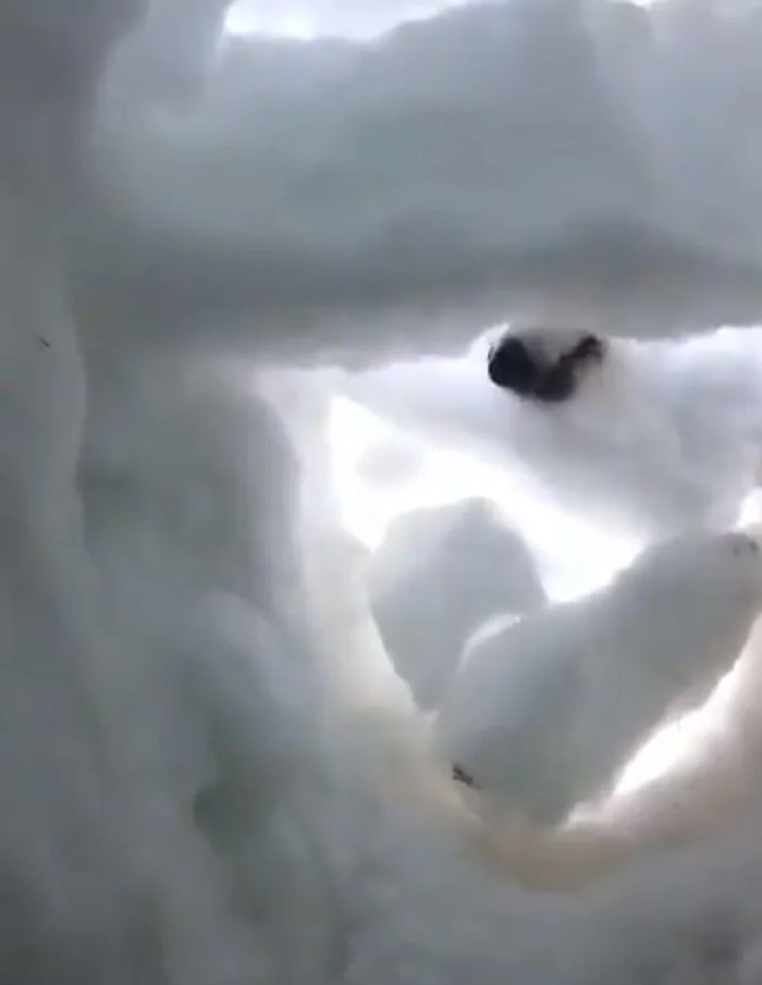 Perro escarbando en la nieve