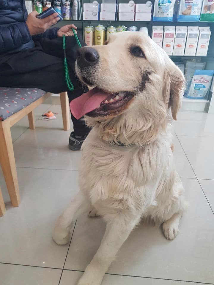 Perro maltratado en Corea del Sur Perro maltratado en Corea del Sur