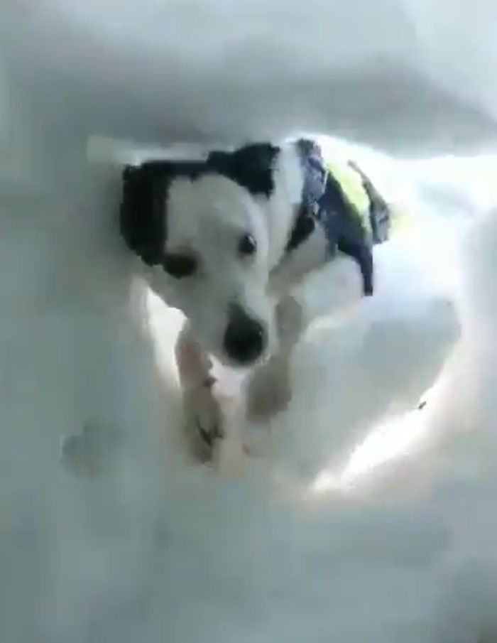 Perro rescata hombre en la nieve