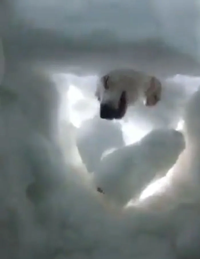Perro rescatando