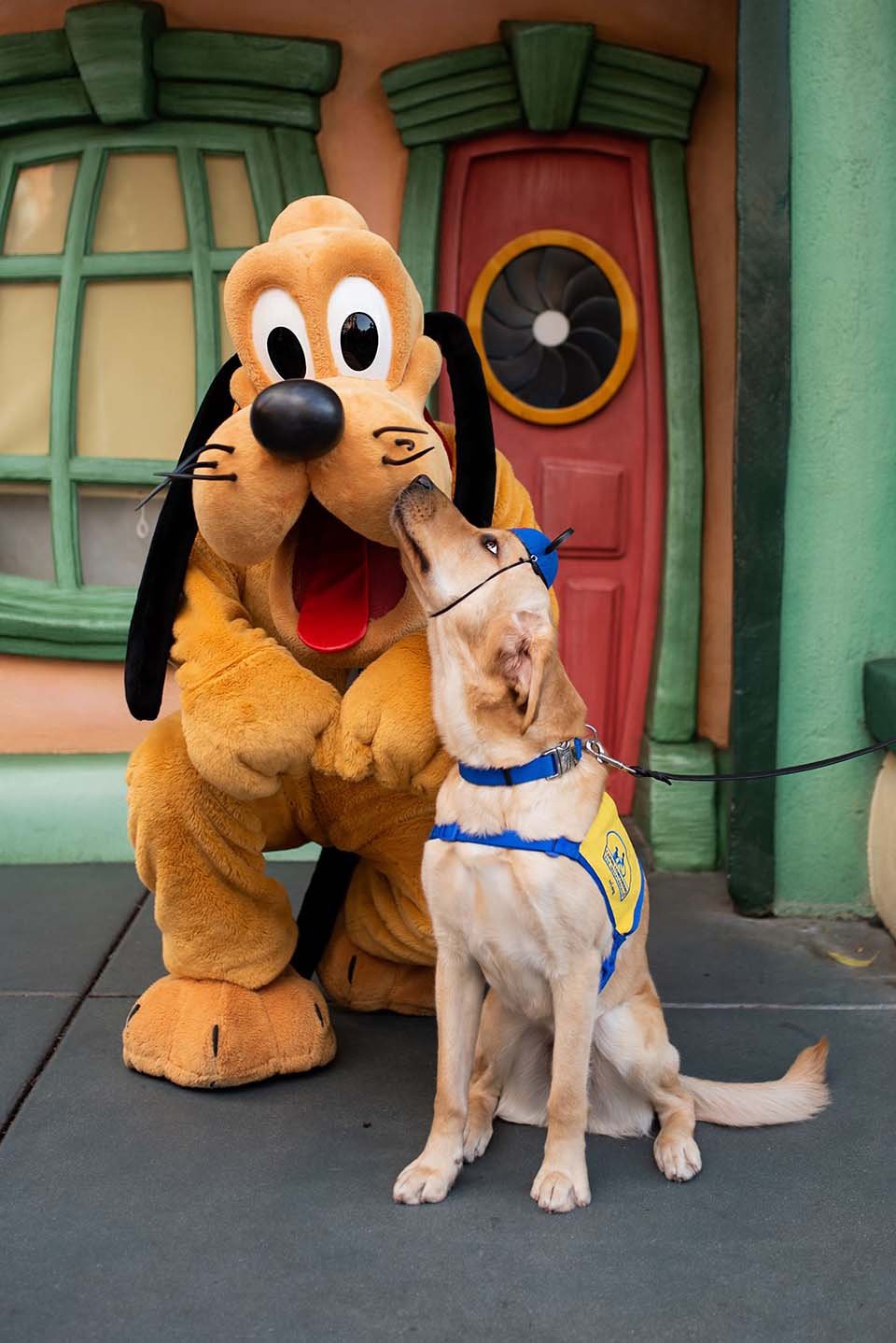Perrito adorable visita Disneyland y se encuentra con sus personajes favoritos 12 Perro y personaje Pluto