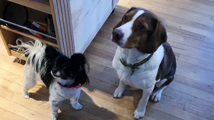 Perros llaman a la policía 16 veces