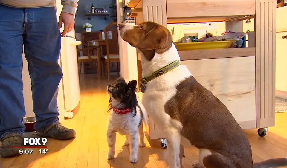 Perros llaman a la policía