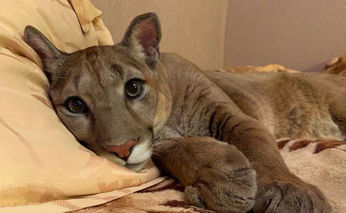 Puma rescatado de zoo vive como gato mimado