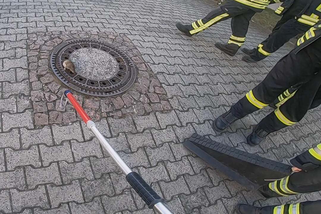 Rata atrapada en agujero de alcantarilla Rata atrapada en agujero de alcantarilla