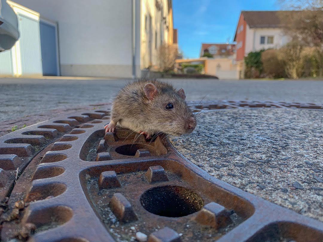 Rata Rata