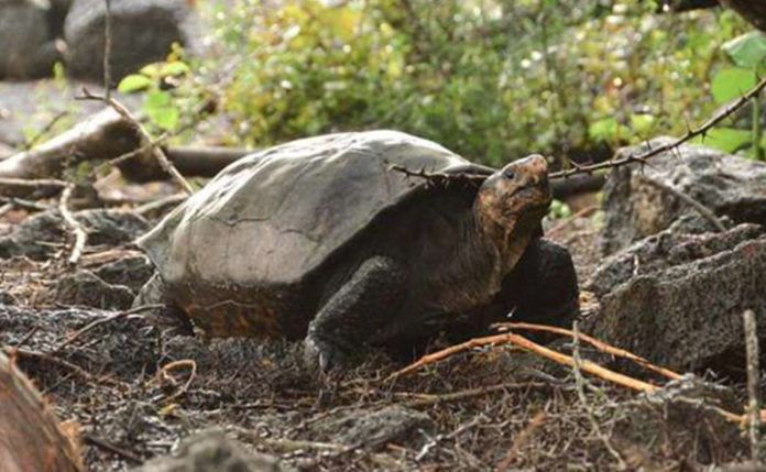 Tortuga gigante extinta encontrada en Islas Galápagos