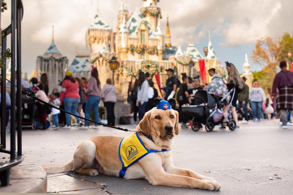 Perrito adorable visita Disneyland y se encuentra con sus personajes favoritos 10 Vacaciones en Disneyland