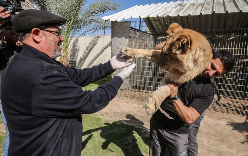 Veterinario arranca garras a cachorro de león