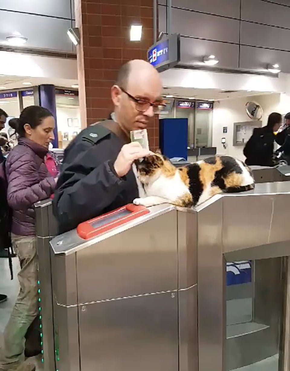 Gatito recibe a cientos de viajeros en una estación del tren todos los días 7 Viajero es recibido por adorable gato