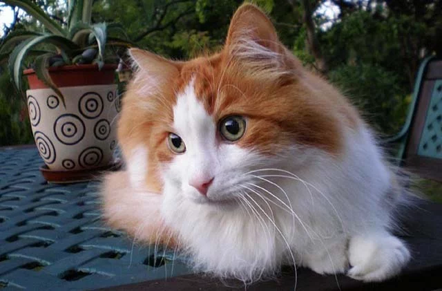 Angora turco
