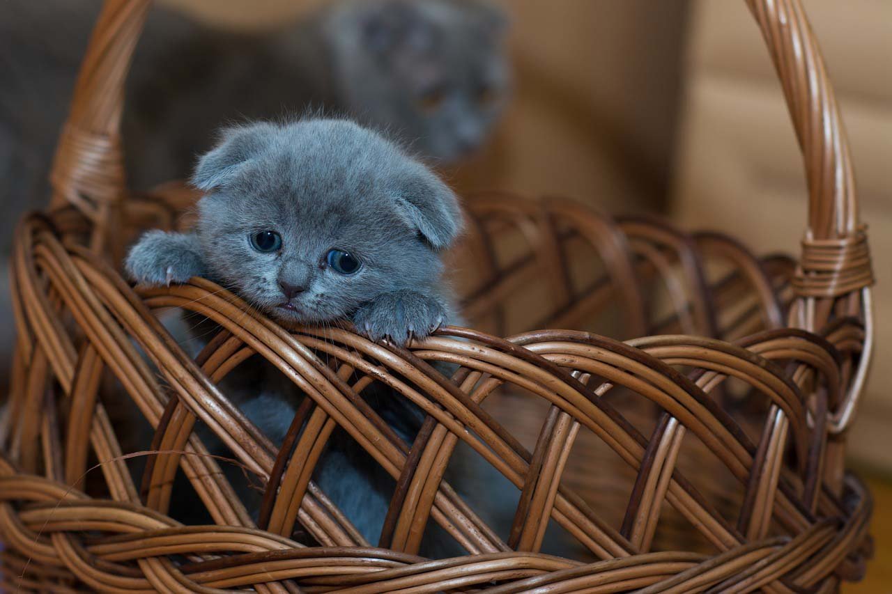Gatito en una canasta