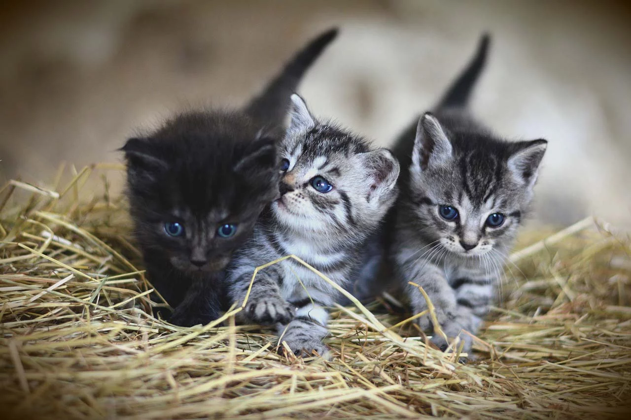 Gatitos en el campo