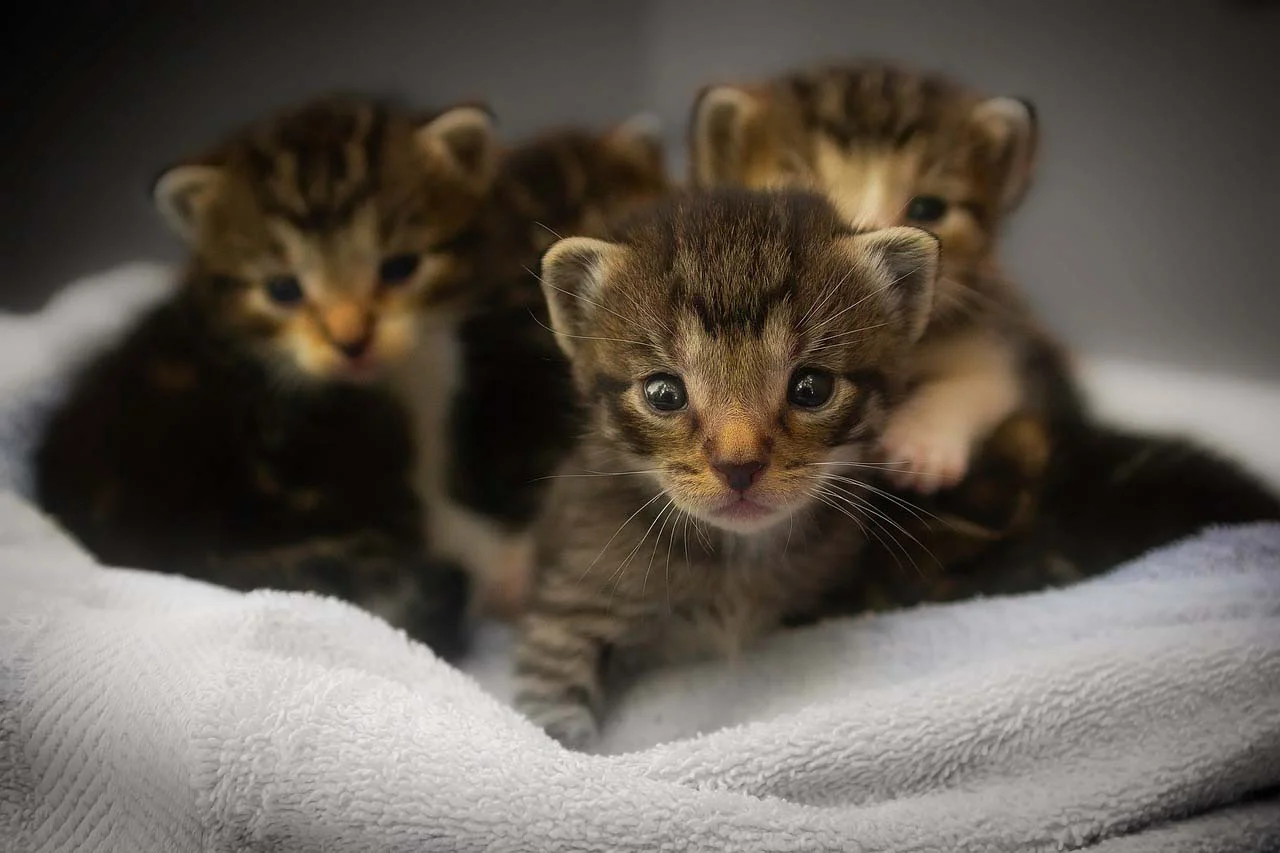 Gatitos en la cama