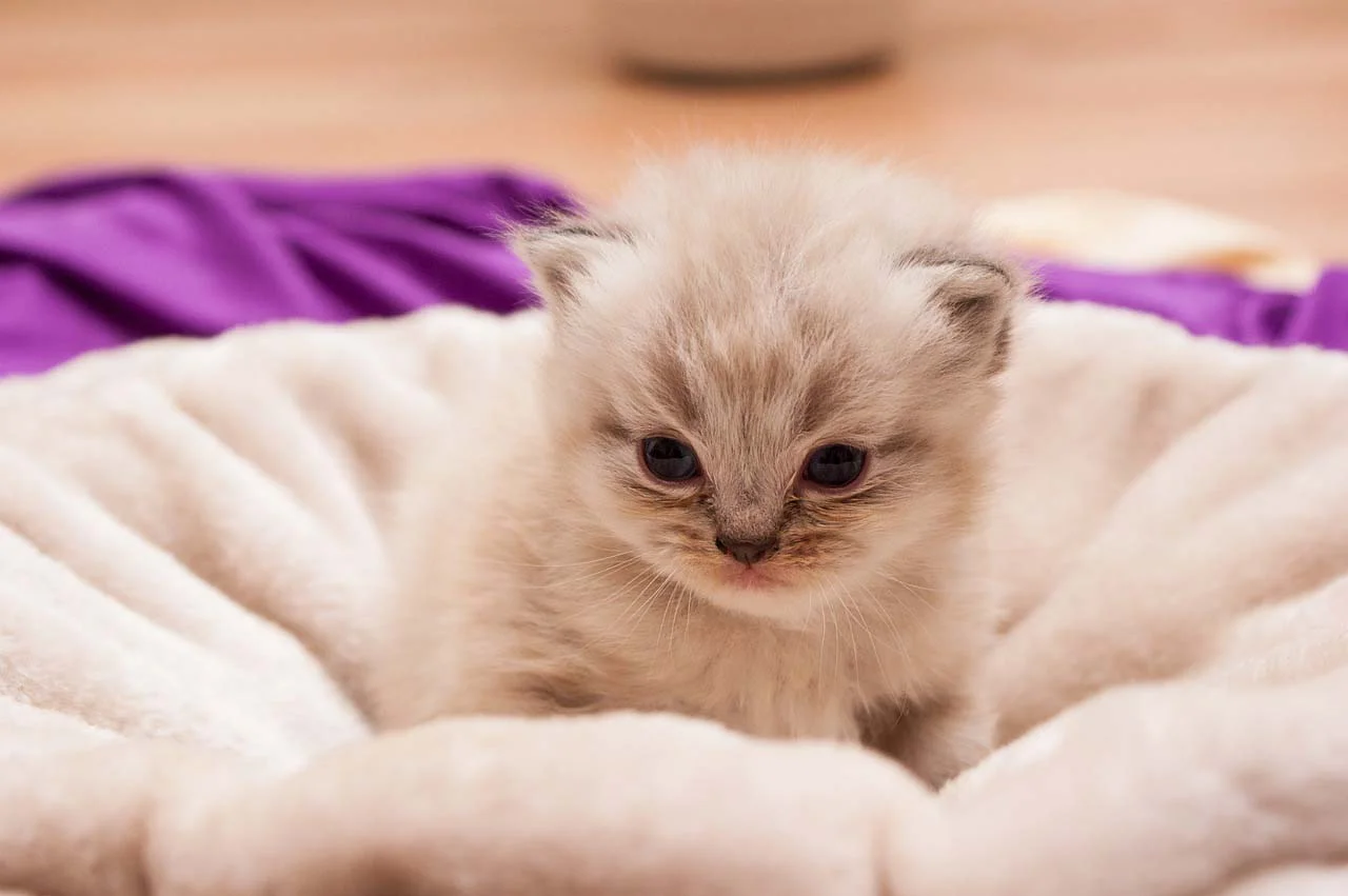 Gato bebe en la cama
