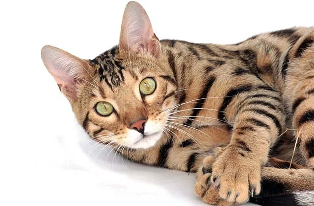 Gato bengali