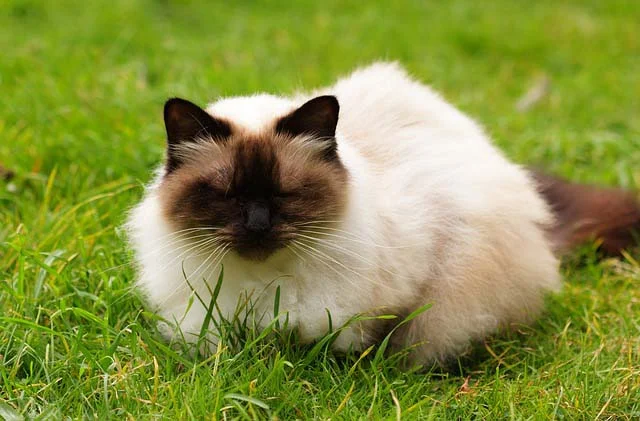 Gato himalayo