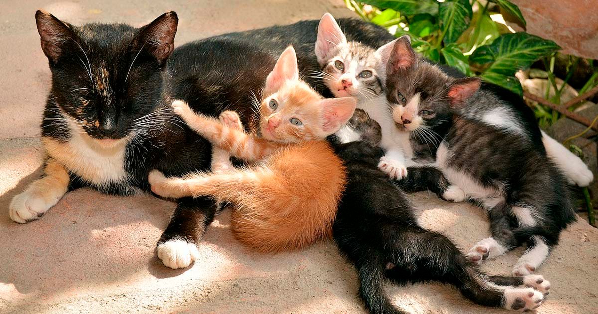 mamá con sus gatitos