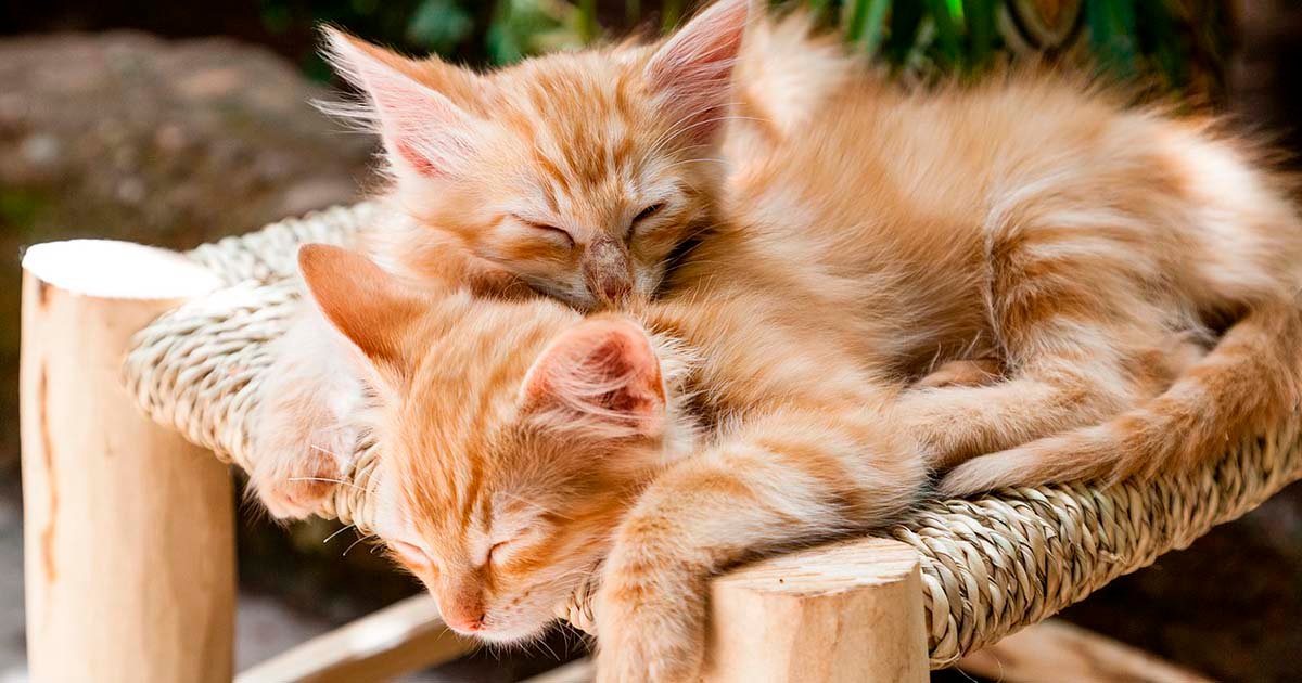 mininos durmiendo