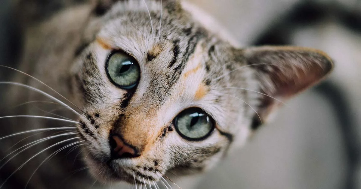 mirada gatuna