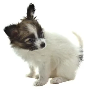 Papillón cachorro