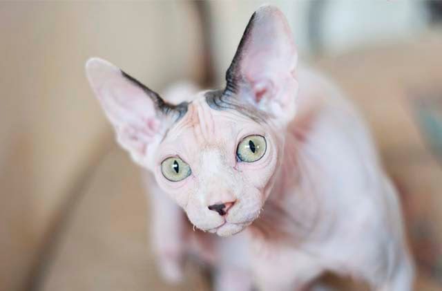 Sphynx gato esfinge