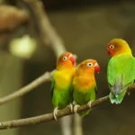 Agapornis o Inseparables: Cuidados, tipos y características 33 Inseparable de Fischer