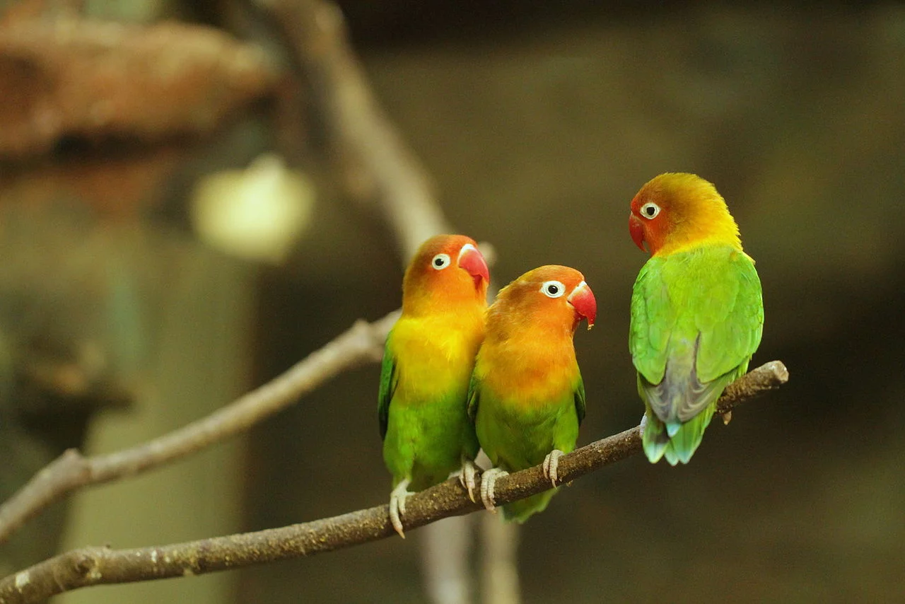 Agapornis o Inseparables: Cuidados, tipos y características 22 Agapornis fischeri