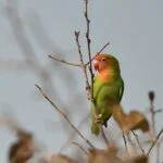 Agapornis o Inseparables: Cuidados, tipos y características 34 Agapornis lilianae