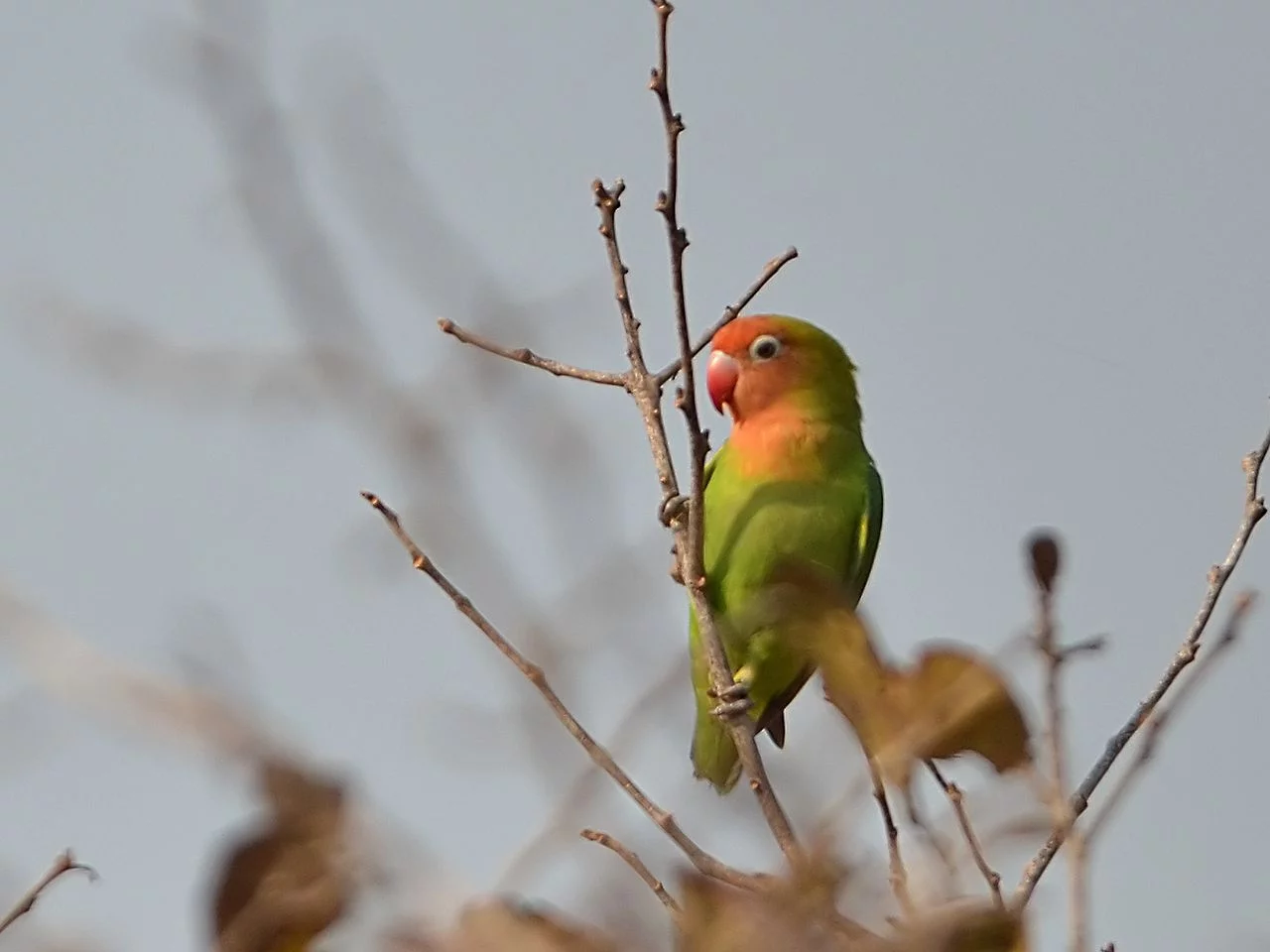 Agapornis o Inseparables: Cuidados, tipos y características 24 Agapornis lilianae