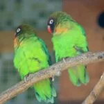 Agapornis o Inseparables: Cuidados, tipos y características 35 Inseparable cachetón