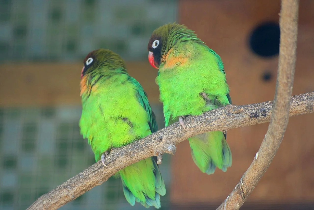Agapornis o Inseparables: Cuidados, tipos y características 25 Agapornis nigrigenis
