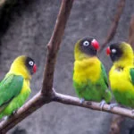Agapornis o Inseparables: Cuidados, tipos y características 30 Agapornis personatus