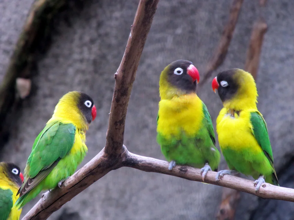Agapornis o Inseparables: Cuidados, tipos y características 26 Agapornis personatus