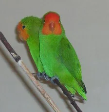 Agapornis o Inseparables: Cuidados, tipos y características 27 Agapornis pullarius